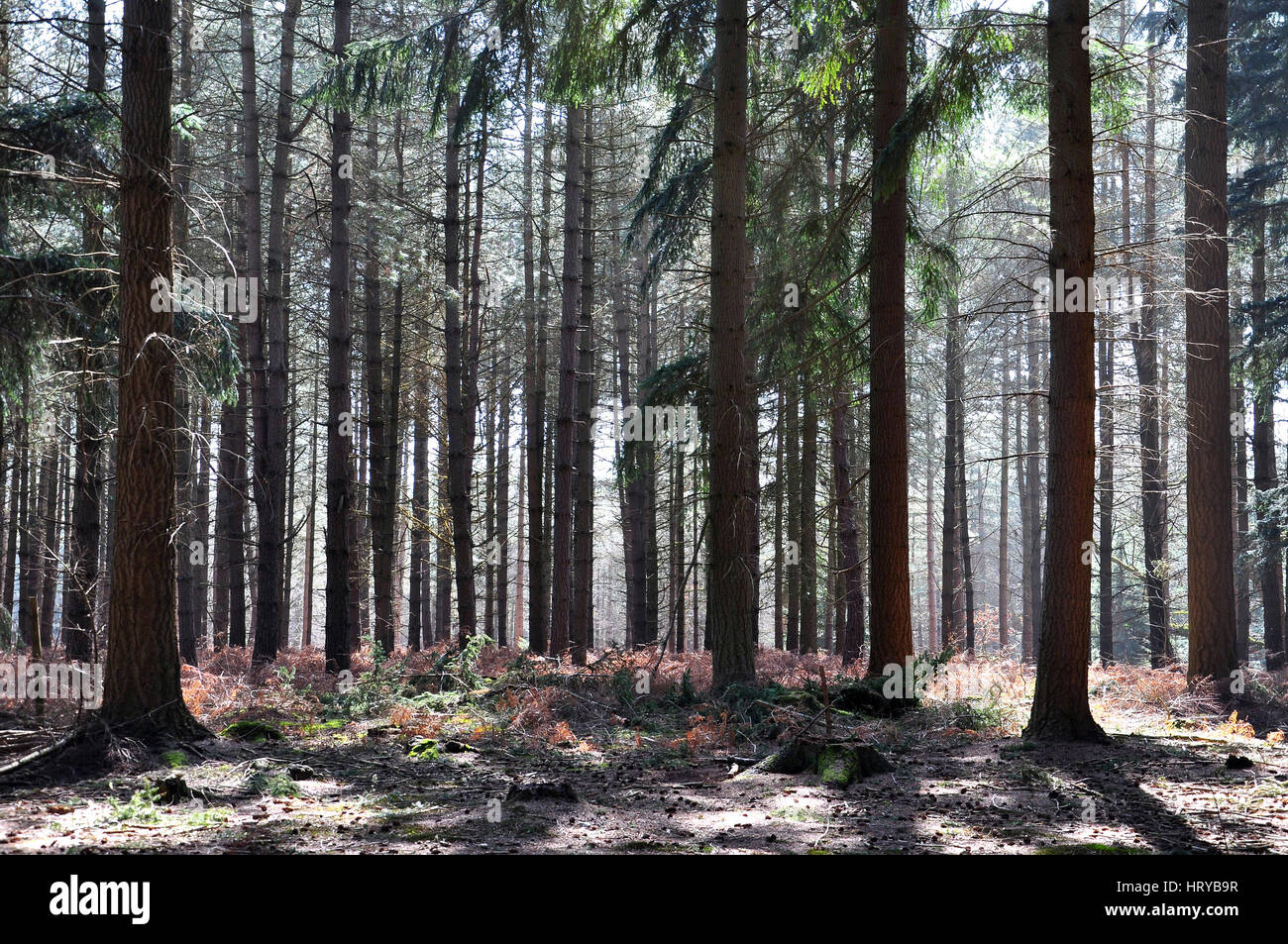 Foresta di alberi di pino Foto Stock