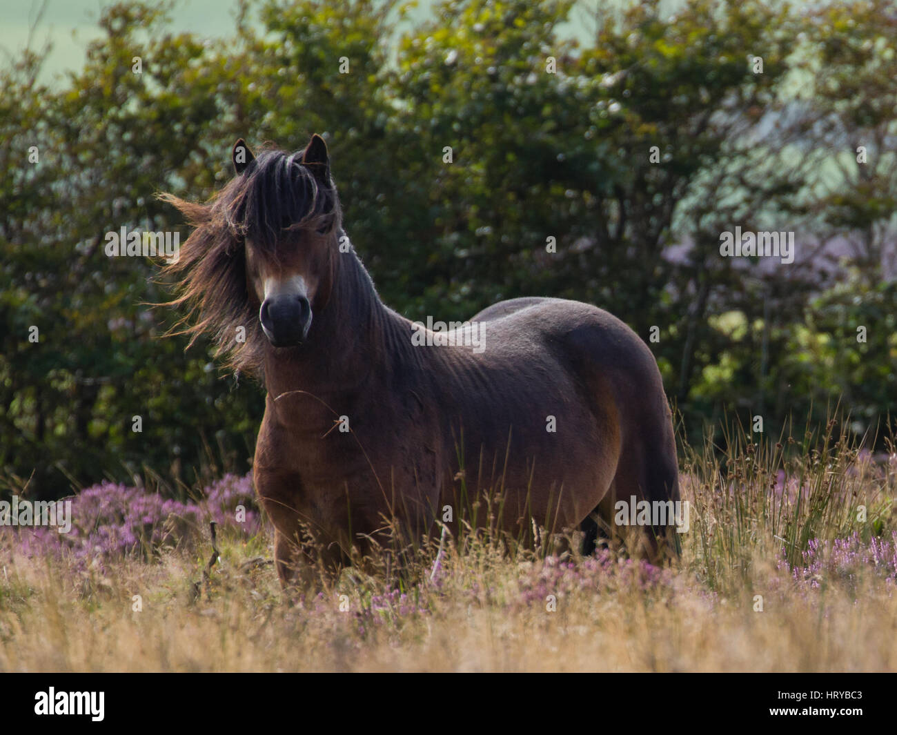 Exmoor pony, Exmoor, Devon/Somerset, Regno Unito Foto Stock