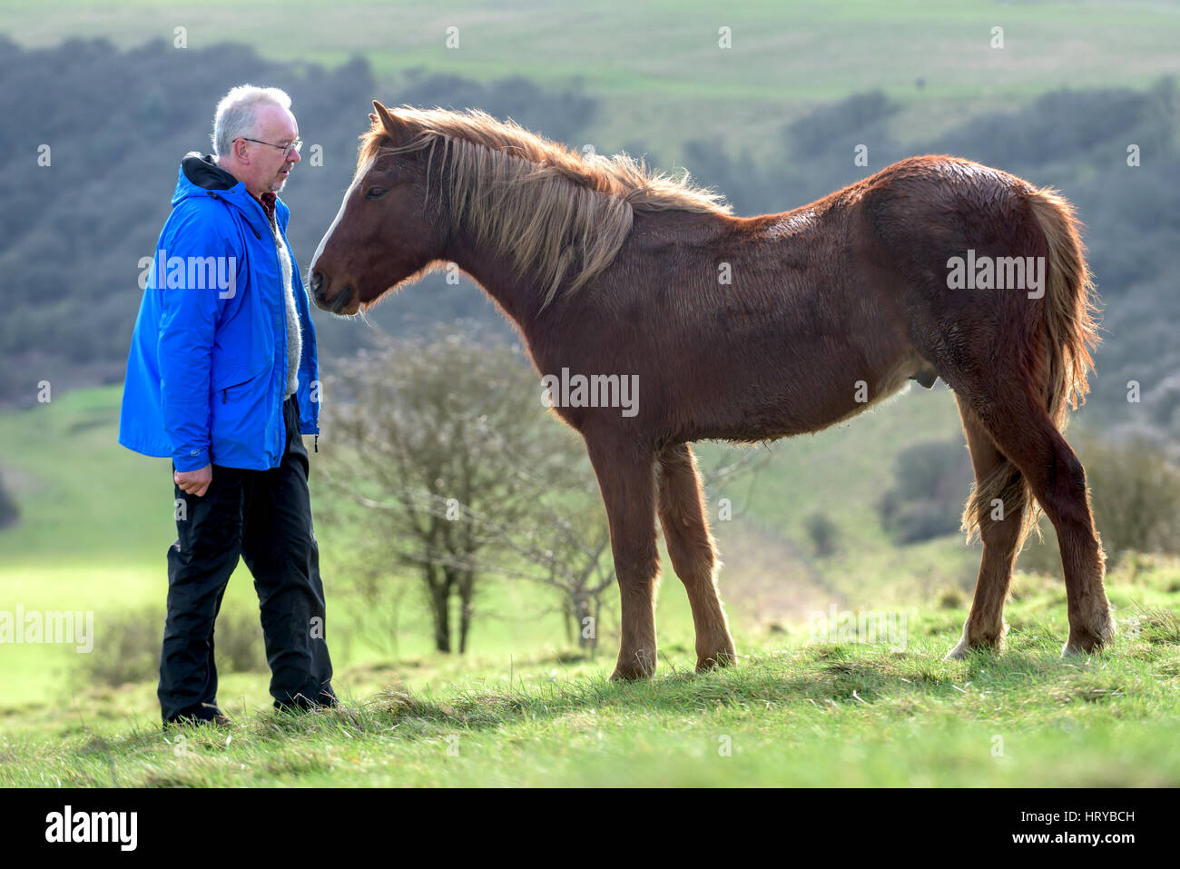 Nigel Higson, un volontario 'lookerer', durante una verifica giornaliera su sette New Forest pony introdotto questo mese dal consiglio di Brighton su downland in ordine Foto Stock