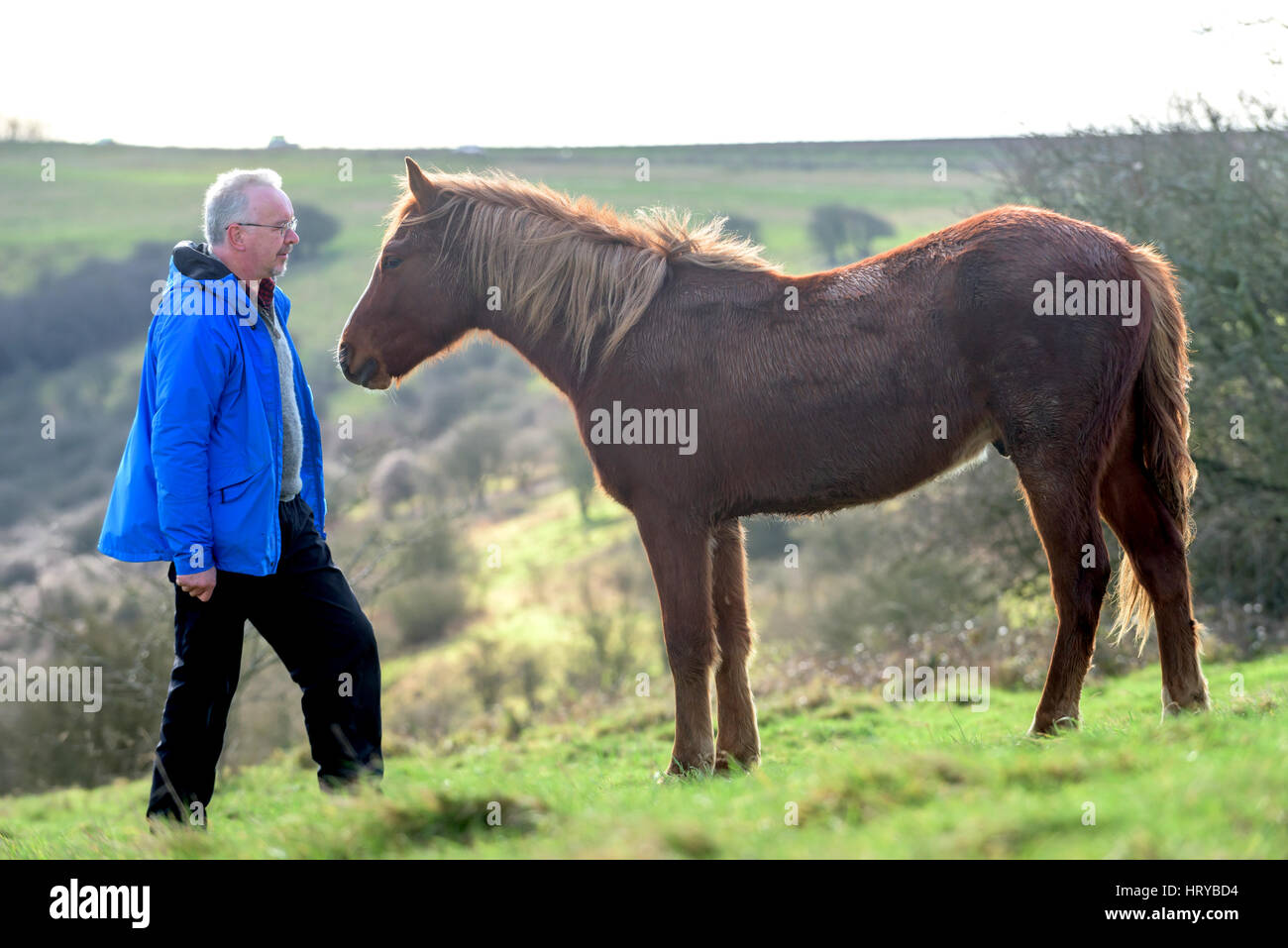 Nigel Higson, un volontario 'lookerer', durante una verifica giornaliera su sette New Forest pony introdotto questo mese dal consiglio di Brighton su downland in ordine Foto Stock