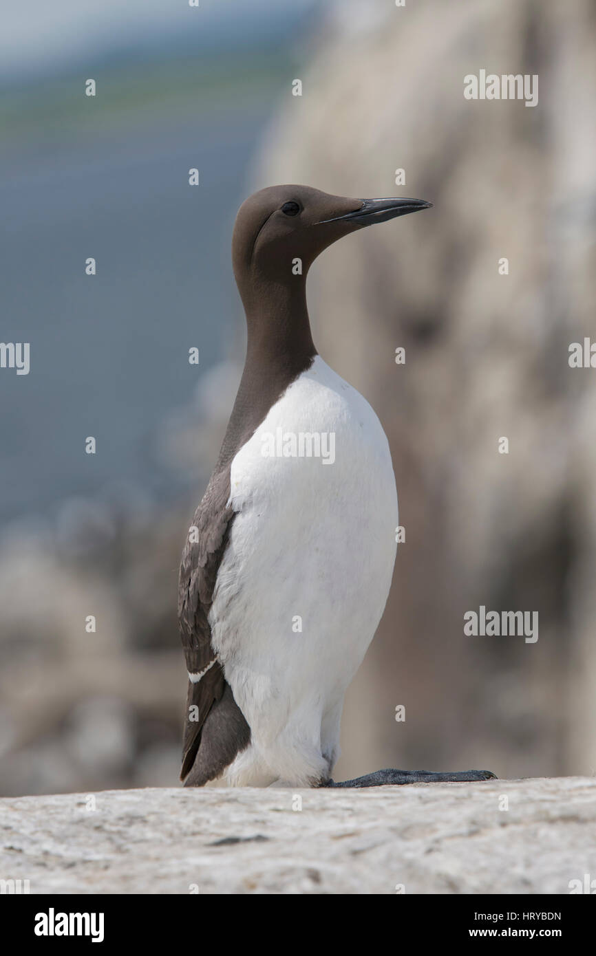 Un adulto comuni di Guillemot (Uria aalge) con pesce nel becco, farne Islands, Northumberland, Regno Unito Foto Stock