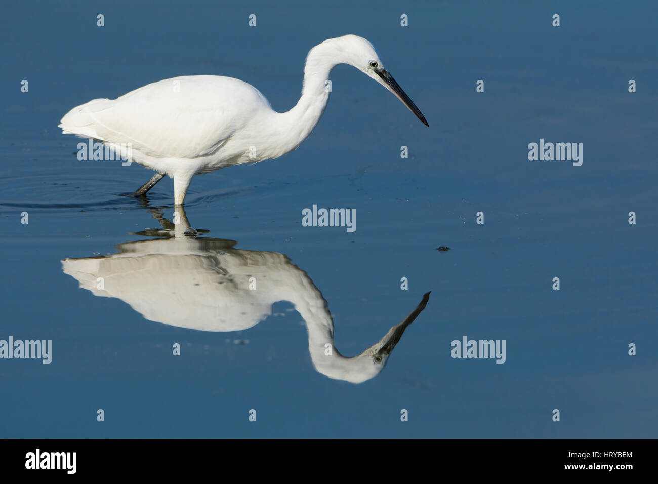 Una Garzetta (Egretta garzetta) trampolieri e pesca in poco profonde acque blu, segala Harbour riserva naturale, East Sussex, Regno Unito Foto Stock