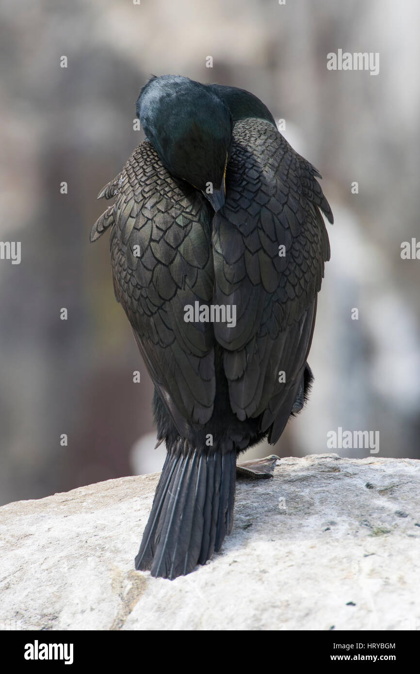 Il Marangone dal ciuffo (phalacrocorax aristotelis) arroccato e poggiante su rocce, farne Islands, Northumberland, Regno Unito Foto Stock