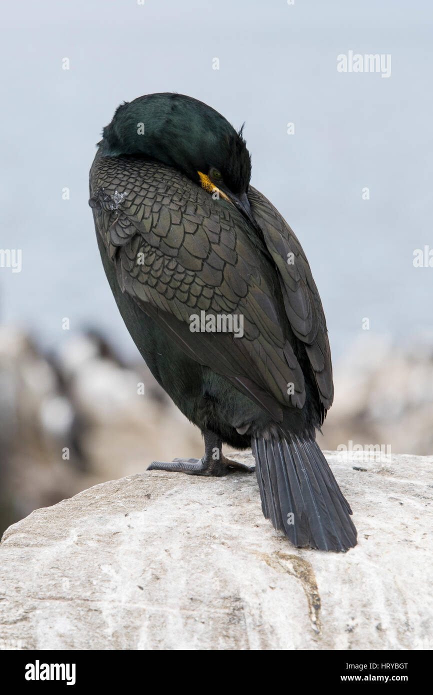Il Marangone dal ciuffo (phalacrocorax aristotelis) arroccato e poggiante su rocce, farne Islands, Northumberland, Regno Unito Foto Stock