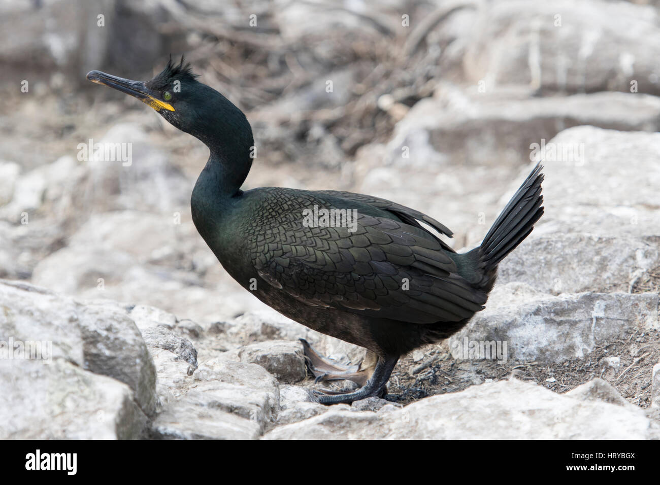Il Marangone dal ciuffo (phalacrocorax aristotelis) arroccato e poggiante su rocce, farne Islands, Northumberland, Regno Unito Foto Stock