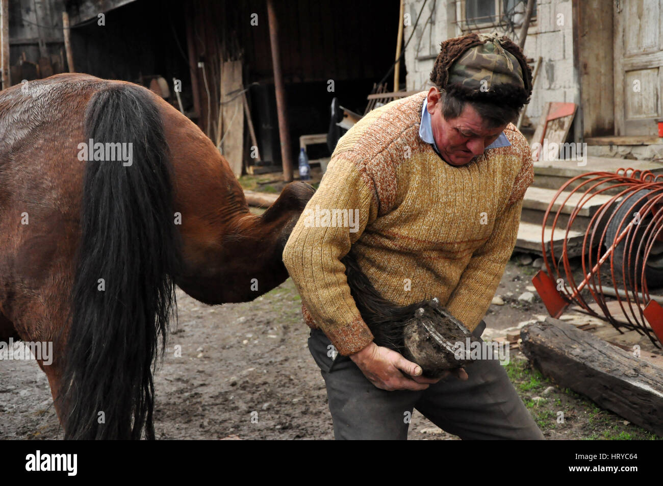 LUPENI - 19 aprile: Unidentified fabbro, maniscalco ferratura di un cavallo. Tale tipo di fabbro tecniche sono molto rare in Romania. Il 19 aprile 2012 in L Foto Stock