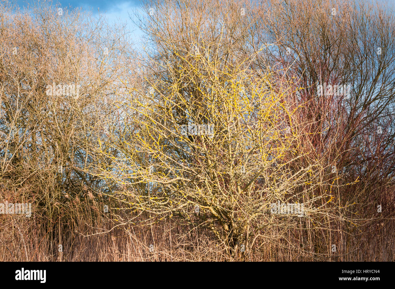 Albero di inverno con il lichen Foto Stock