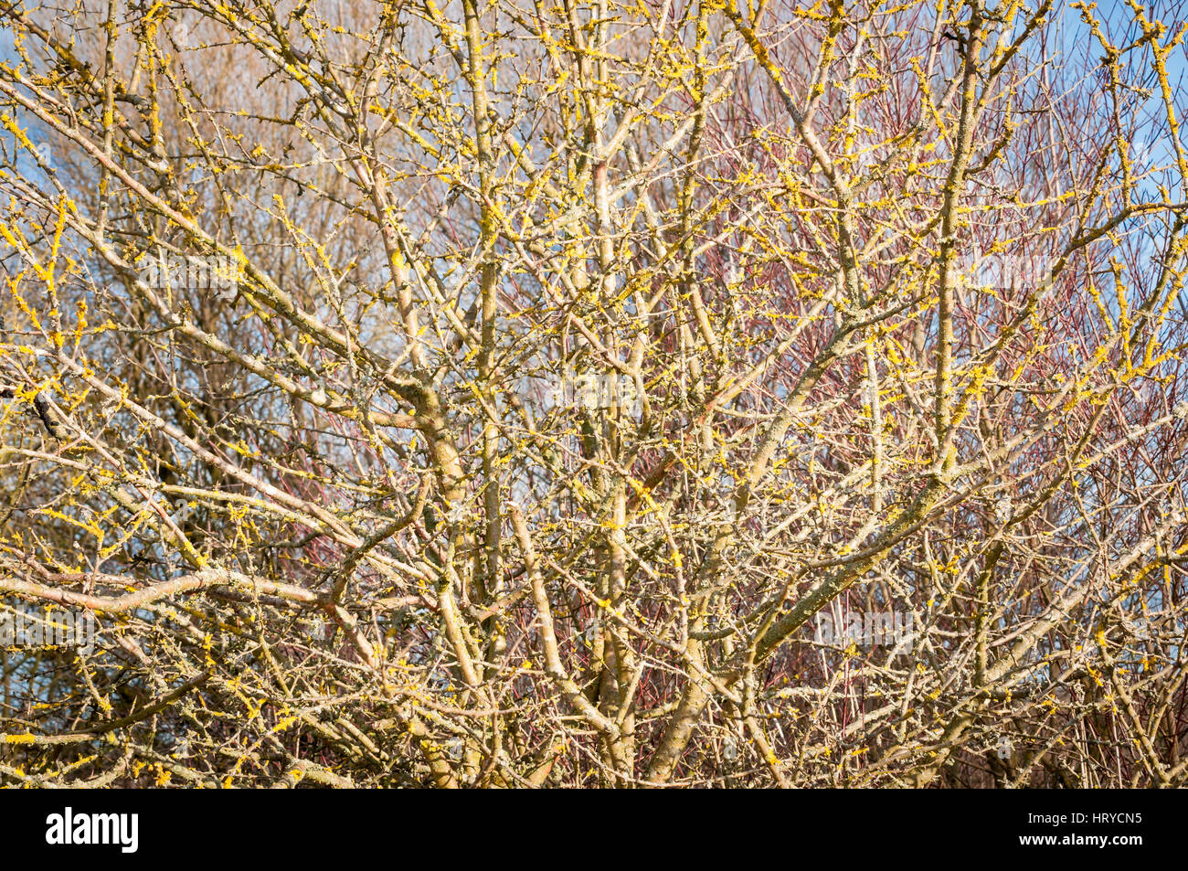 Albero di inverno con il lichen Foto Stock