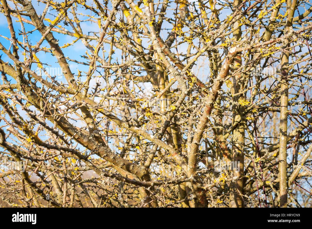 Albero di inverno con il lichen Foto Stock