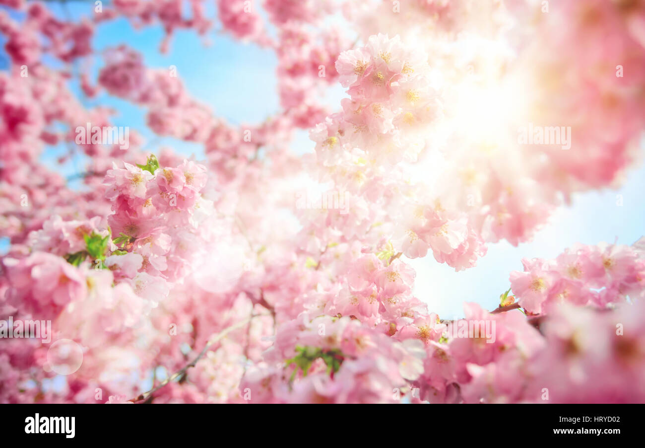 Il sole di primavera brilla attraverso Rami lussureggianti di rosa fiori di ciliegio, con un luminoso cielo blu e lens flare Foto Stock
