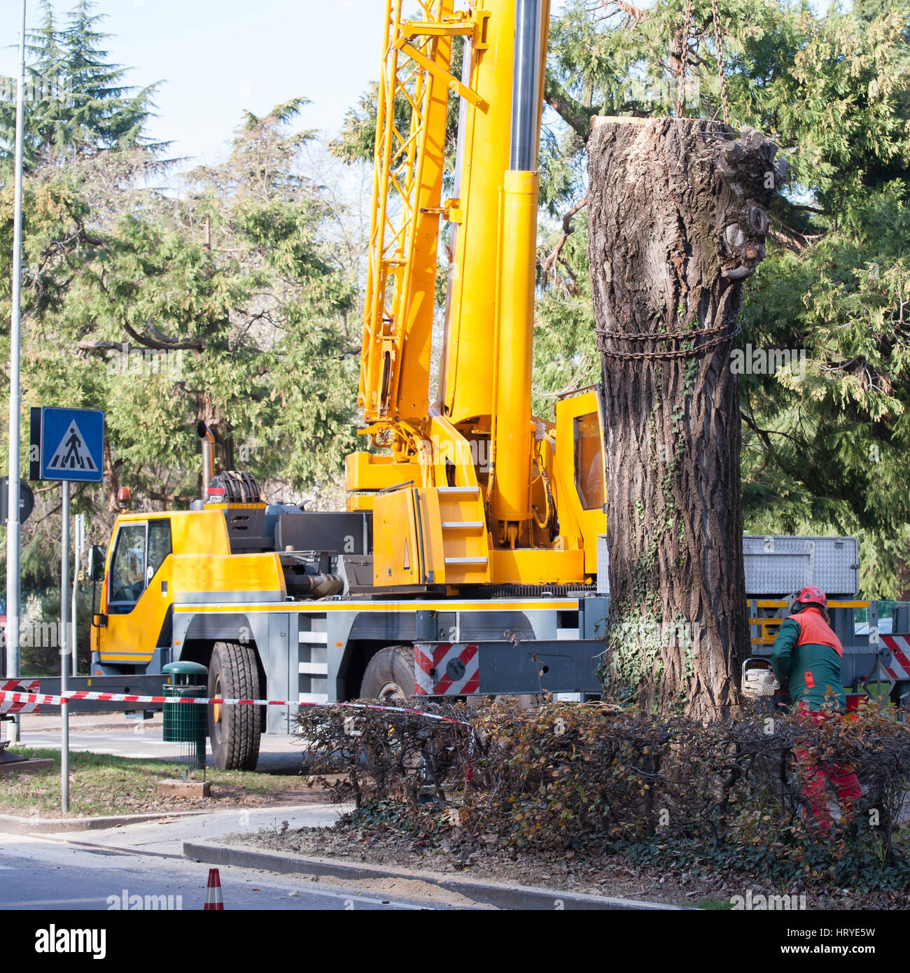 Il taglio di un grande albero in una città. Manutenzione del verde cittadino. Foto Stock