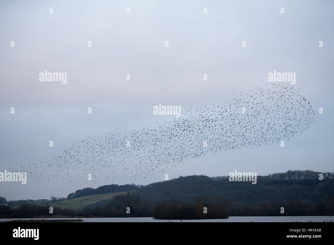 Starling Murmuration Foto Stock