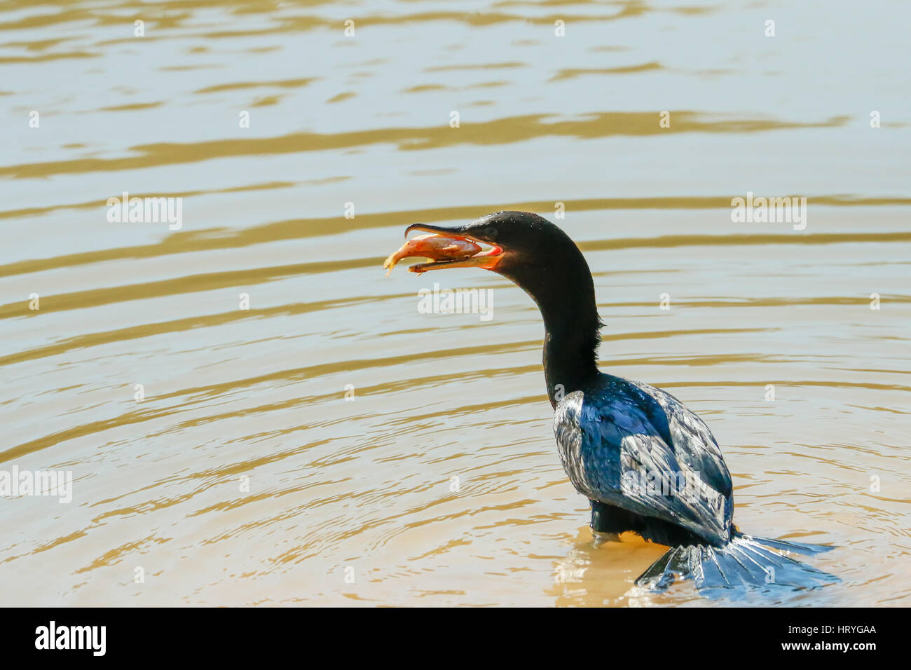 Cormorano Neotropic cercando di mangiare un piccolo pesce del Pantanal Regione del Brasile, Mato Grosso, Sud America Foto Stock