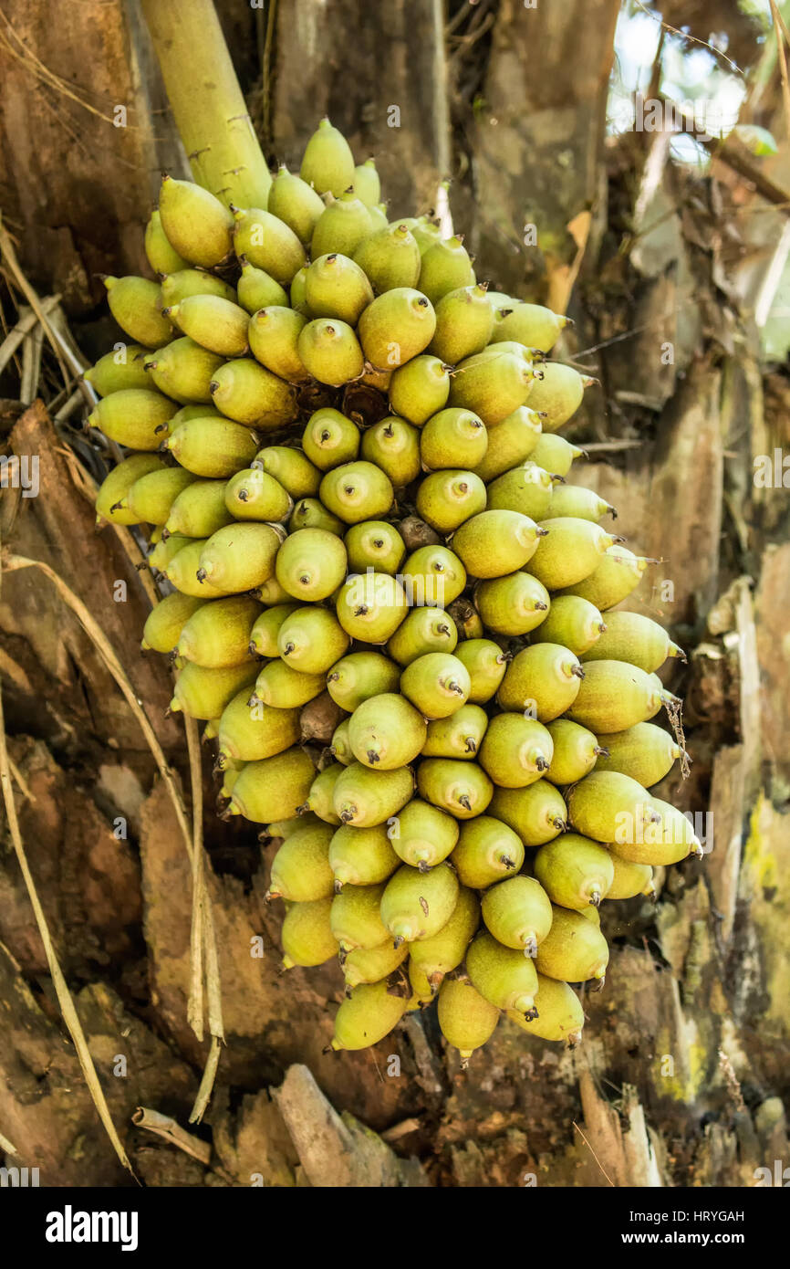 Attalea speciosa (babassu, palma babassu, babaçu, cusi) è un palm nativo della foresta pluviale amazzonica regione in Sud America. Giacinto Macaws mangiare il suo vedere Foto Stock