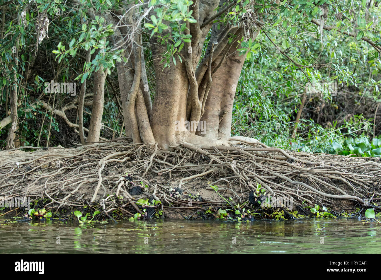 Albero nella foresta pluviale che ha un gran numero di aggrovigliate radici aeree, che cresce su un argine del Pantanal Regione del Brasile, Mato Grosso del sud un Foto Stock