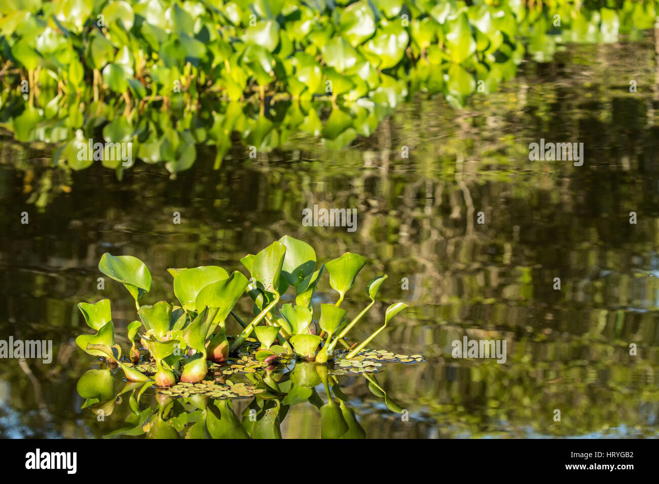 Comune di giacinto di acqua galleggianti in fiumi e le paludi del Pantanal Regione del Brasile, Mato Grosso del sud America. Piccoli gruppi di giacinto br Foto Stock