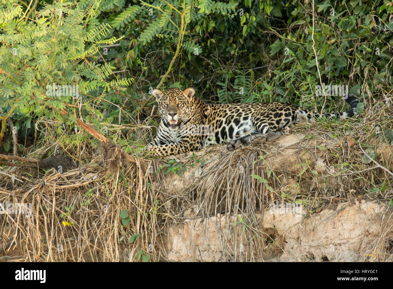 Jaguar in appoggio su un argine a metà del giorno di calore nella regione di Pantanal, Mato Grosso, Sud America Foto Stock