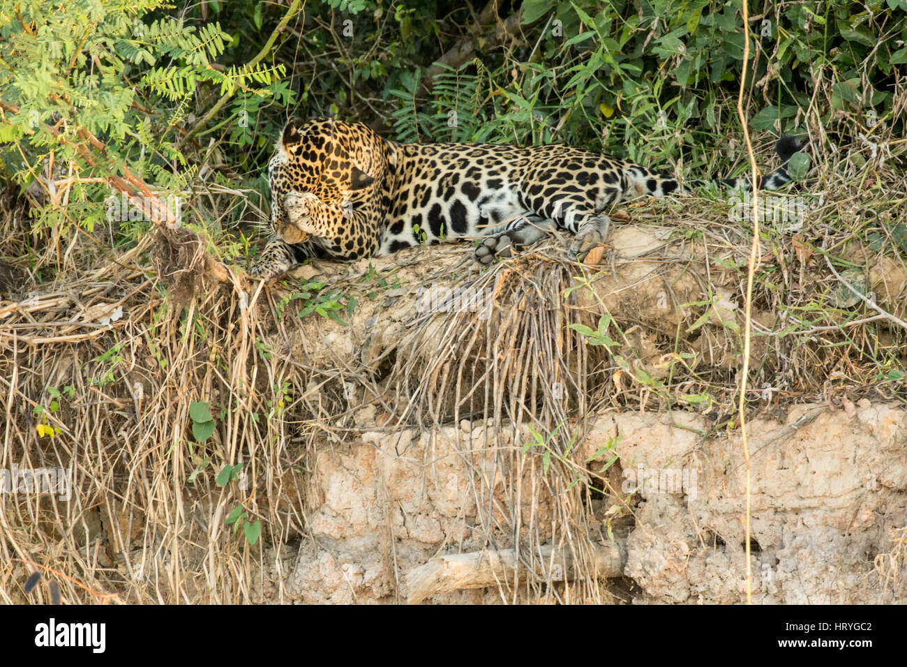 Jaguar cercando timido come egli si copre il viso mentre la pulizia suoi paws nel calore di metà giornata su un argine del Pantanal regione, Mato Grosso, Sud Amer Foto Stock