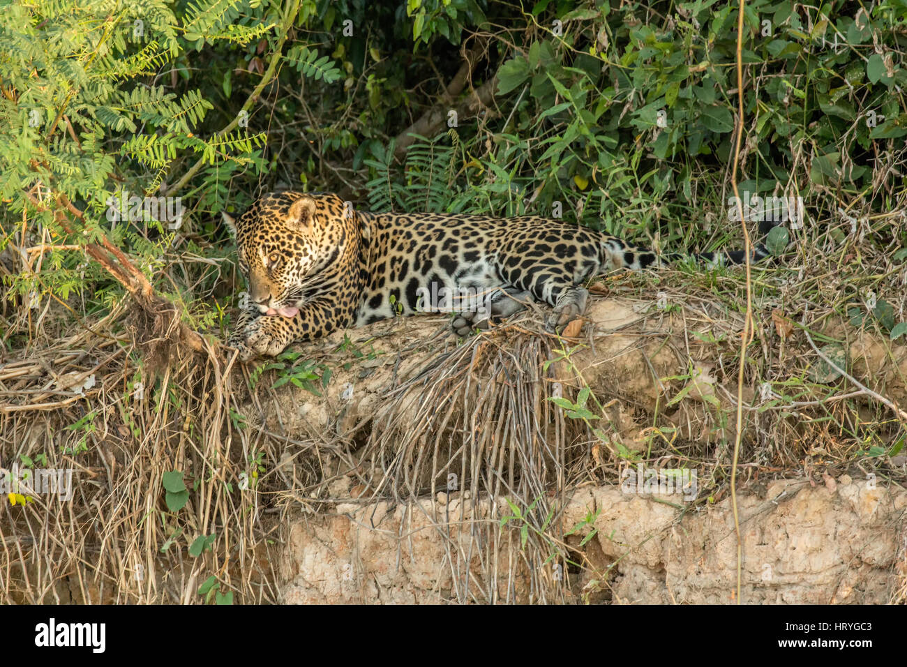 Jaguar pulirsi le zampe mentre si rilassa nel calore di metà giornata su un argine del Pantanal regione, Mato Grosso, Sud America Foto Stock
