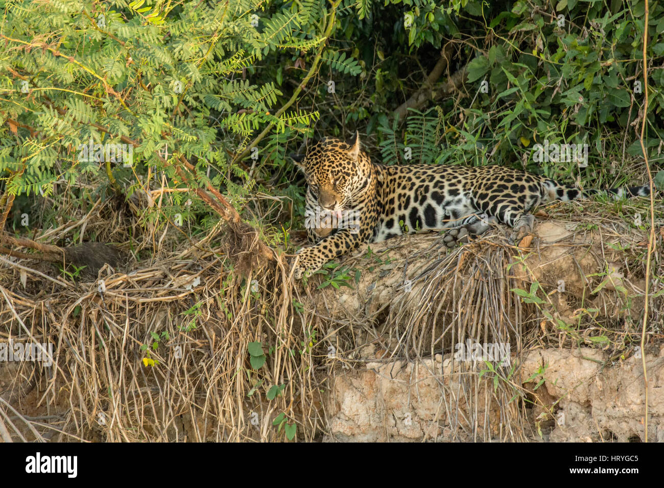 Jaguar pulirsi le zampe mentre si rilassa nel calore di metà giornata su un argine del Pantanal regione, Mato Grosso, Sud America Foto Stock