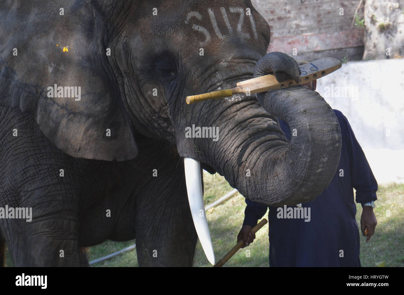 Lahore, Pakistan. 05 Mar, 2017. Cricket afferra la febbre non solo gli esseri umani, Suzi, femmina elefante in Zoo tenere cricket bat sul suo tronco come il cuore del Pakistan che ospita la finale della seconda edizione del Pakistan Super League (PSL)a Lahore. Credito: Rana Sajid Hussain/Pacific Press/Alamy Live News Foto Stock