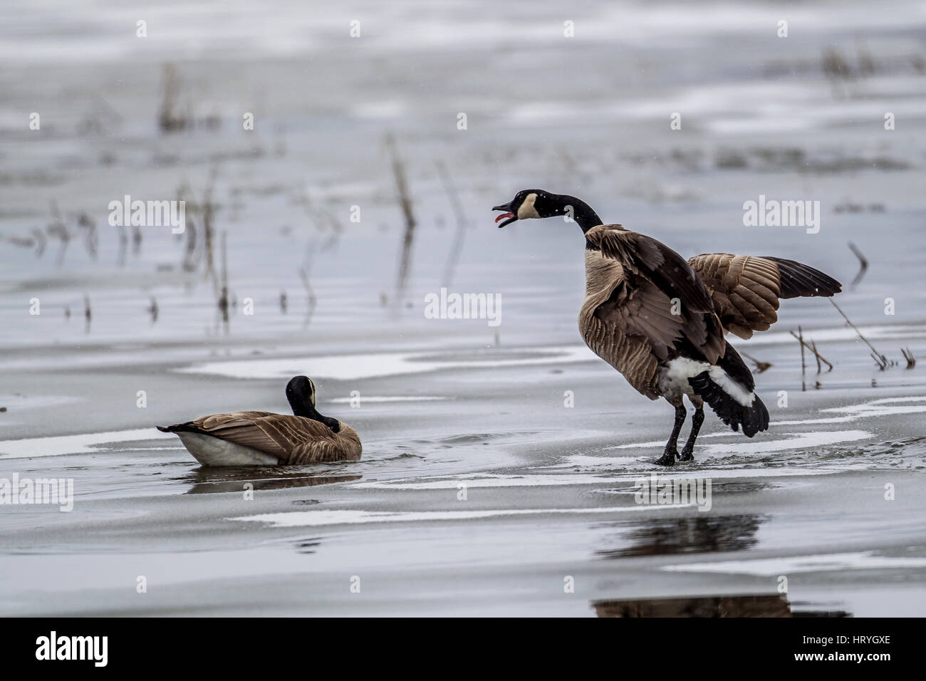 Una oca squaks presso un altro goose su un laghetto congelato vicino Lago di Hauser, Idaho. Foto Stock