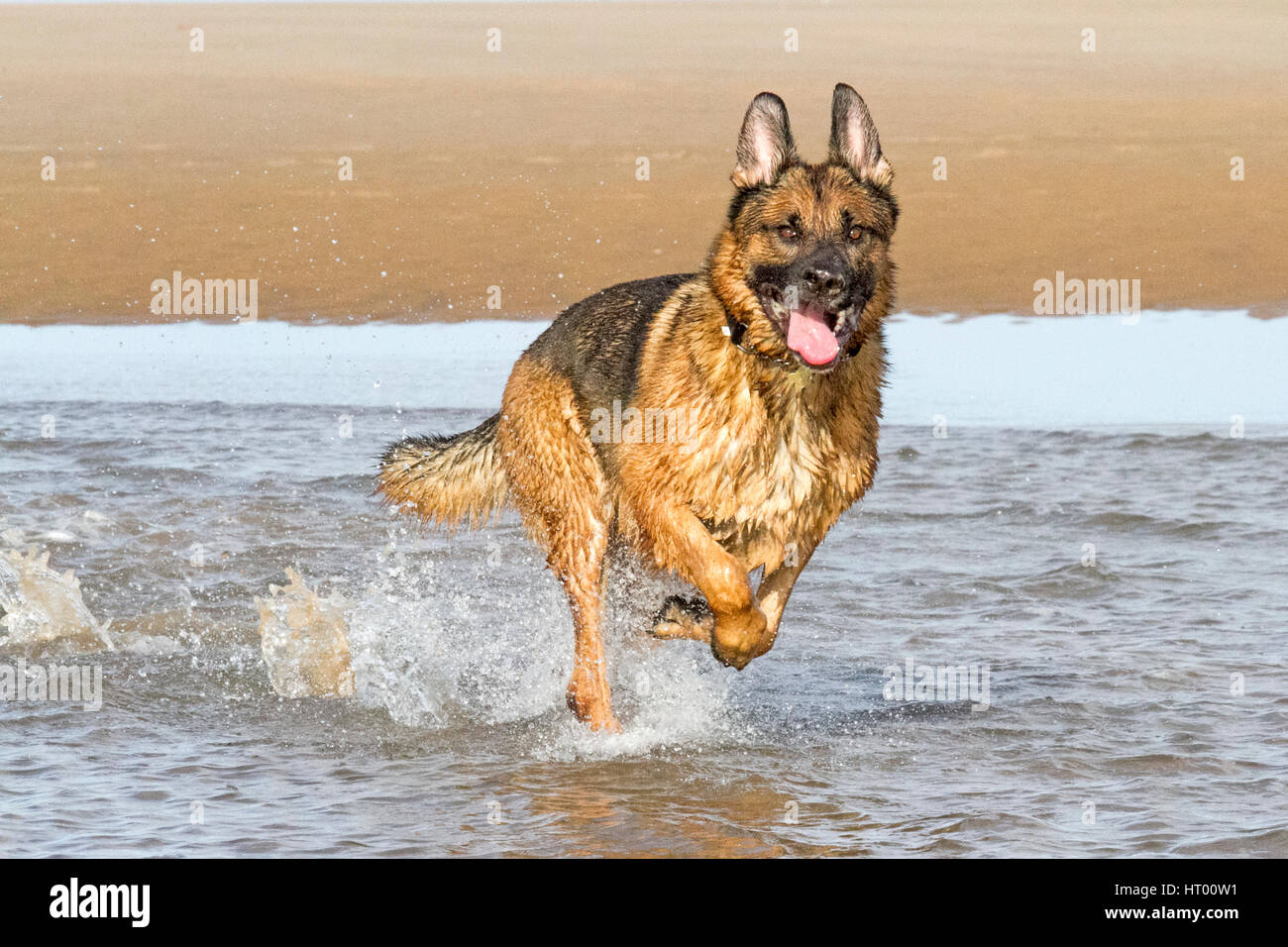 Formby, Merseyside. 6 marzo 2017. Cani fuori giornata. Il pastore tedesco di tre anni 'max' e il Labrador di un anno 'Ralf', sono stati molto bene in mare a Formby Beach, sul Merseyside. Foto Stock