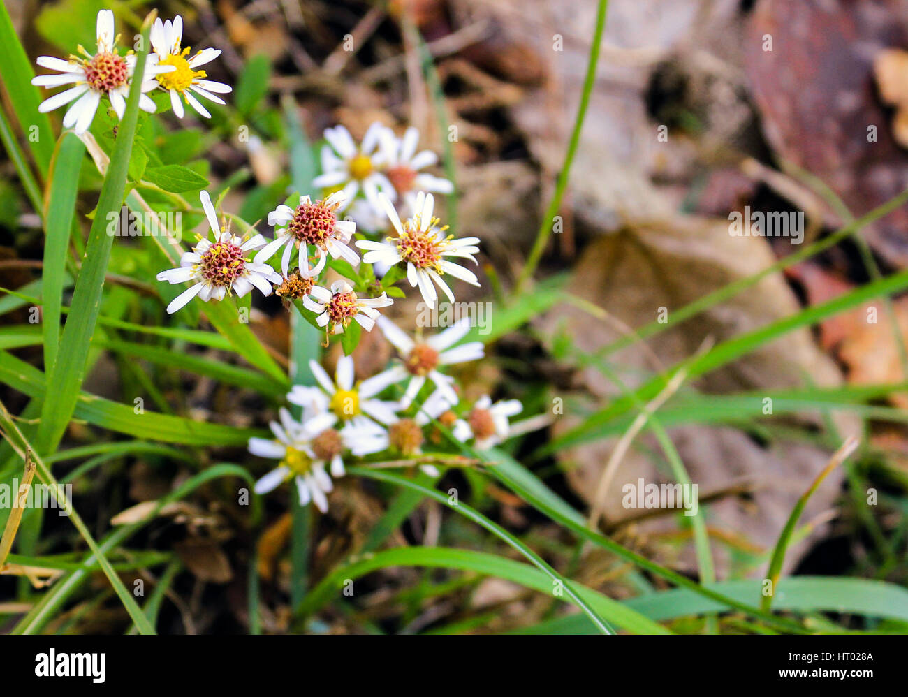 Pedane. prossimi alla fine della loro durata di vita alla fine della primavera. Foto Stock