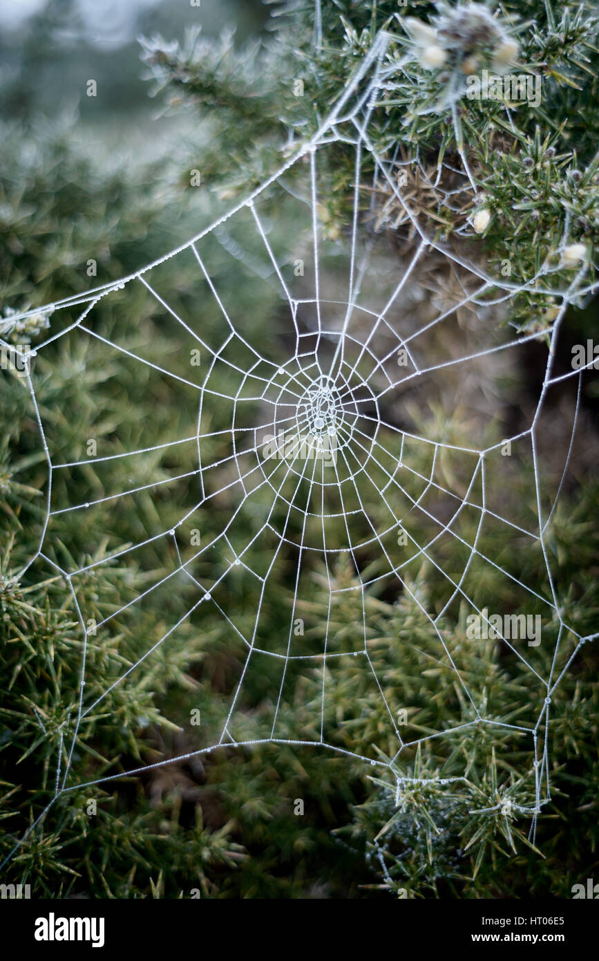 Spider Web coperto con il pupazzo di neve nella rugiada misty e condizione di nebbia a Corfe Castle, Dorset, Regno Unito Foto Stock