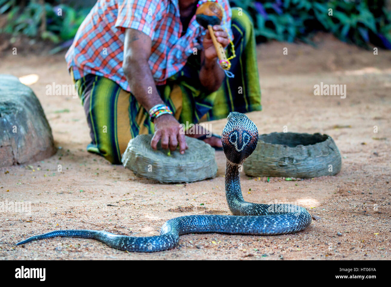 Il serpente incantatore gioca con cobra indiano Foto Stock
