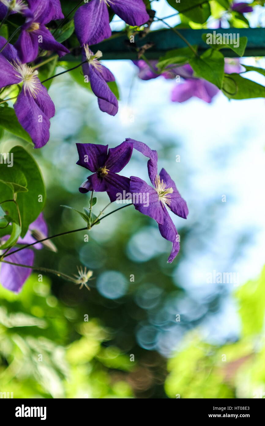 Clematis fiore con bellissimo sfondo tenue Foto Stock