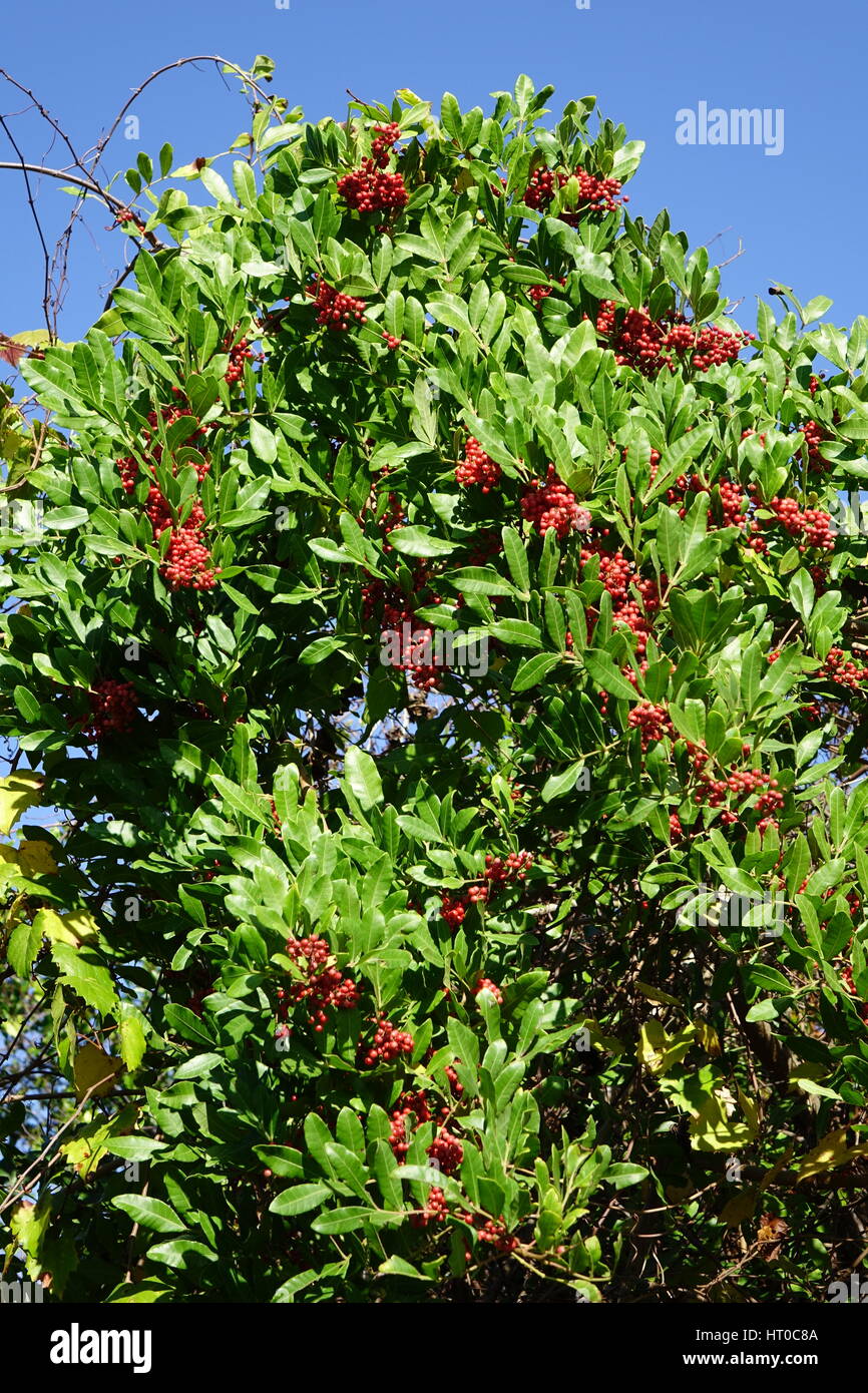 Pepe brasiliano, Schinus terebinthifolius, ha belle bacche rosse. Si tratta di un non-nativo arbusto o albero che cresce in Florida Foto Stock