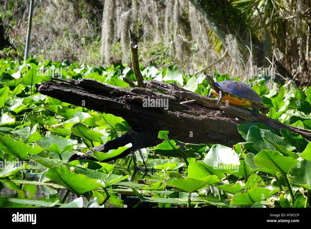 Pseudemys nelsoni, Florida redbelly cooter, appoggiata su un vecchio log Foto Stock