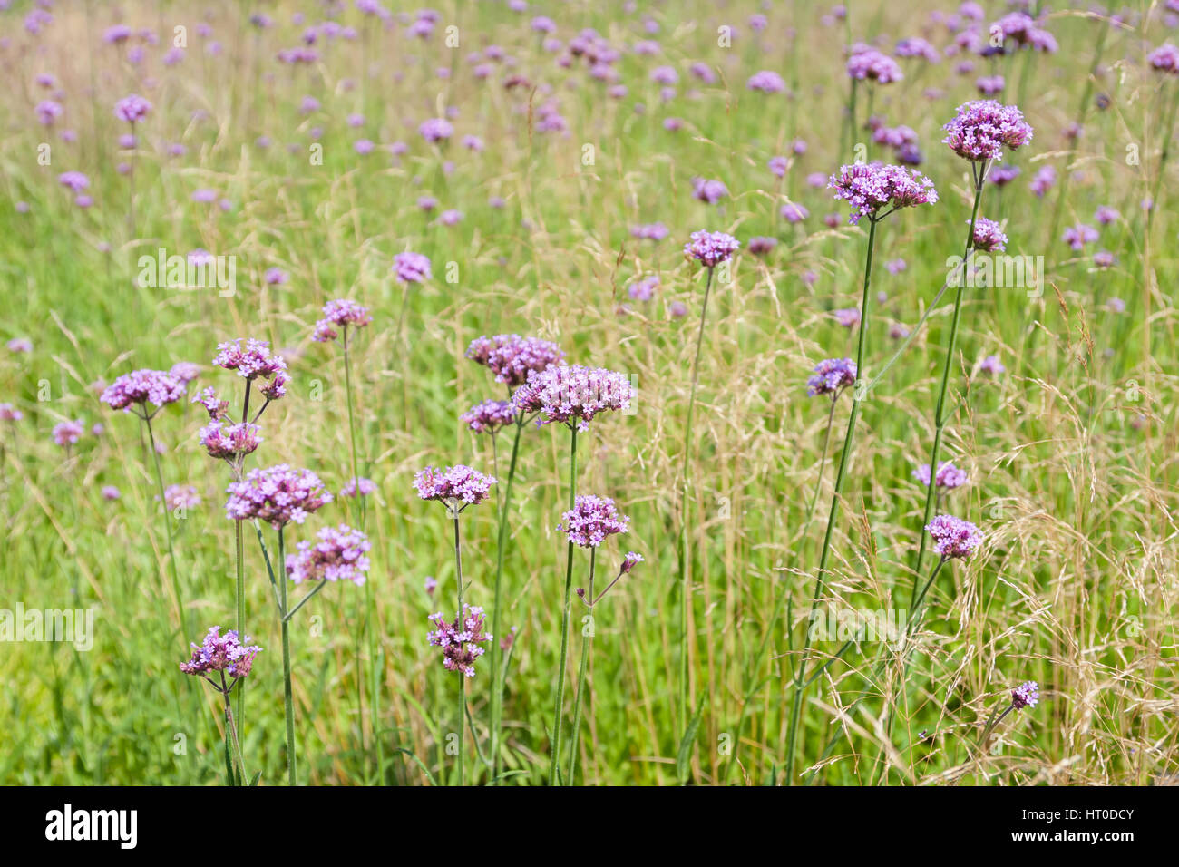 Alti verbena rosa che cresce in un campo di erba ornamentale. Foto Stock