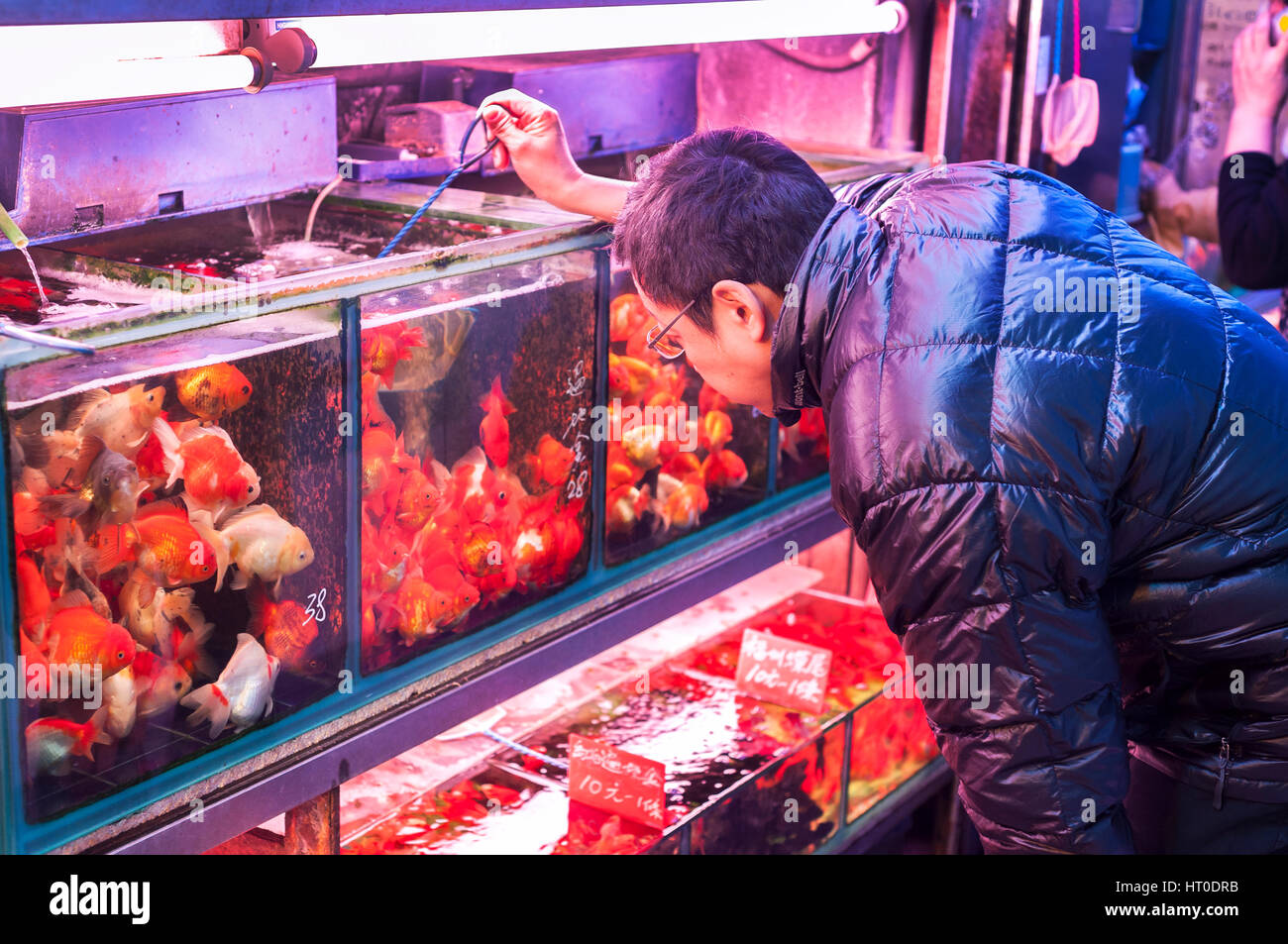 MONG KOK, HONG KONG - 9 Gennaio 2014 - un Hong Kong uomo sceglie un pesciolino in un negozio a Tung Choi Street Goldfish Market, Mong Kok, Kowloon Foto Stock