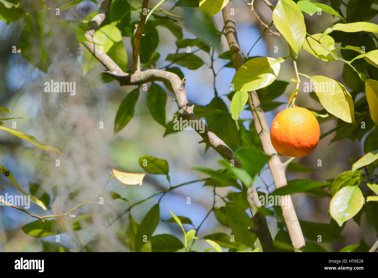 Arance mature sull'albero. Foto Stock