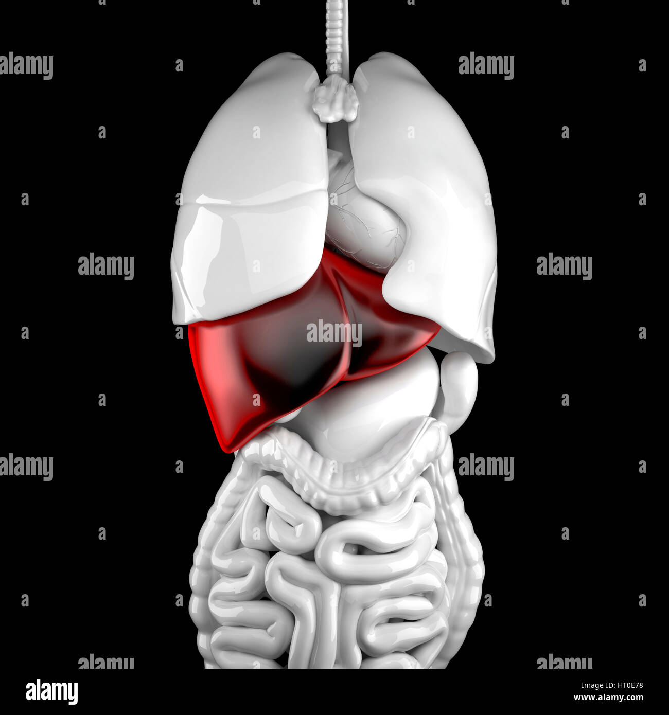Il fegato umano. 3d illustrazione anatomica. Contiene il percorso di clipping Foto Stock