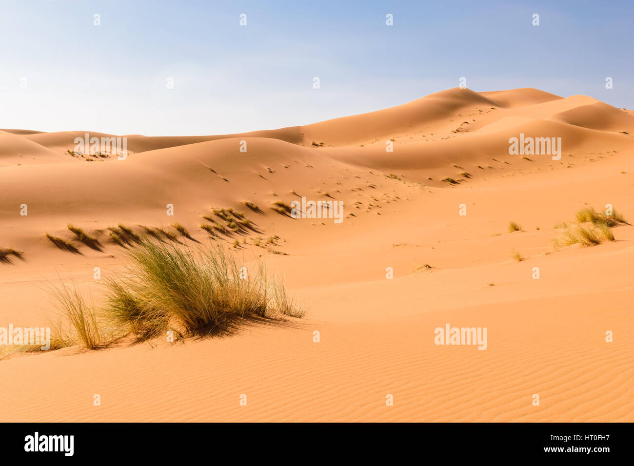 Vista sulle dune di sabbia nel deserto del Sahara Ouzina con qualche erba in primo piano, Marocco. Foto Stock