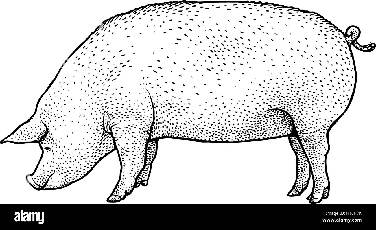 Illustrazione di maiale, disegno, incisione, inchiostro, line art, vettore Illustrazione Vettoriale