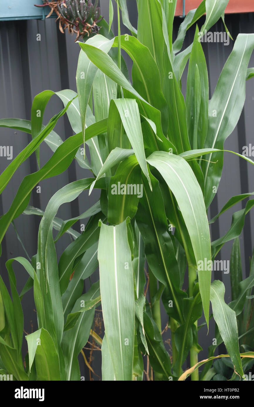Cerca sana pianta di mais con verde fogliame lushes Foto Stock