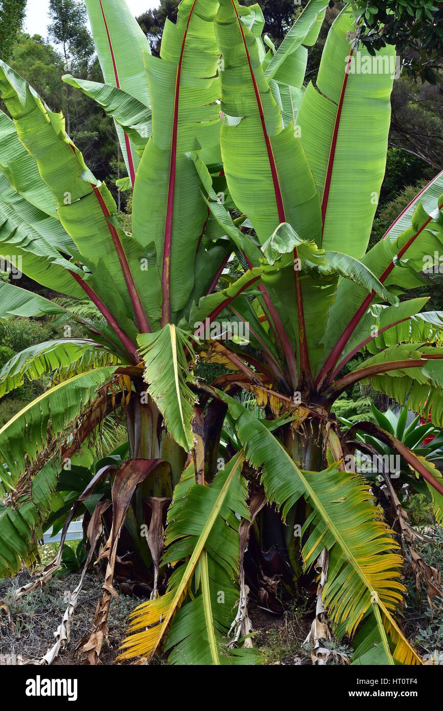 Piante di banana con grandi fresche foglie verdi. Foto Stock
