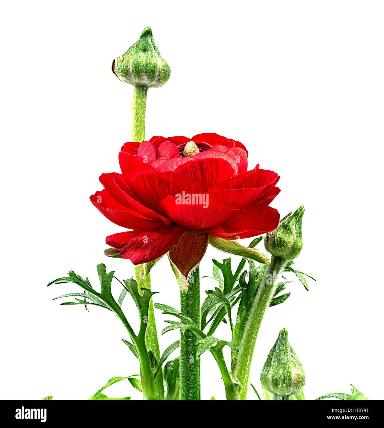 Ranunculus (roselline), isolata su bianco Foto Stock