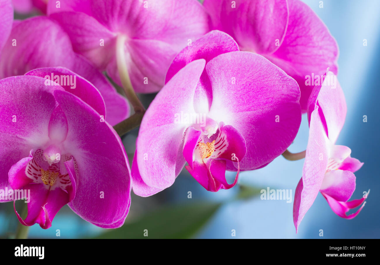orchidea. Foto Stock