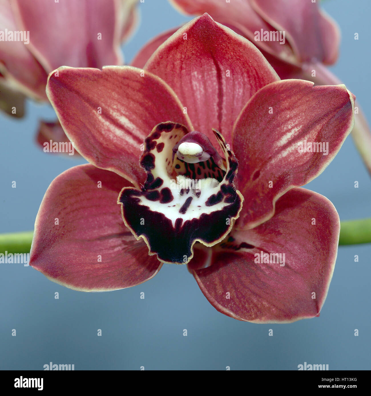 Cymbidium o barca di fiori di orchidea, Cornwall, Inghilterra, Regno Unito. Foto Stock