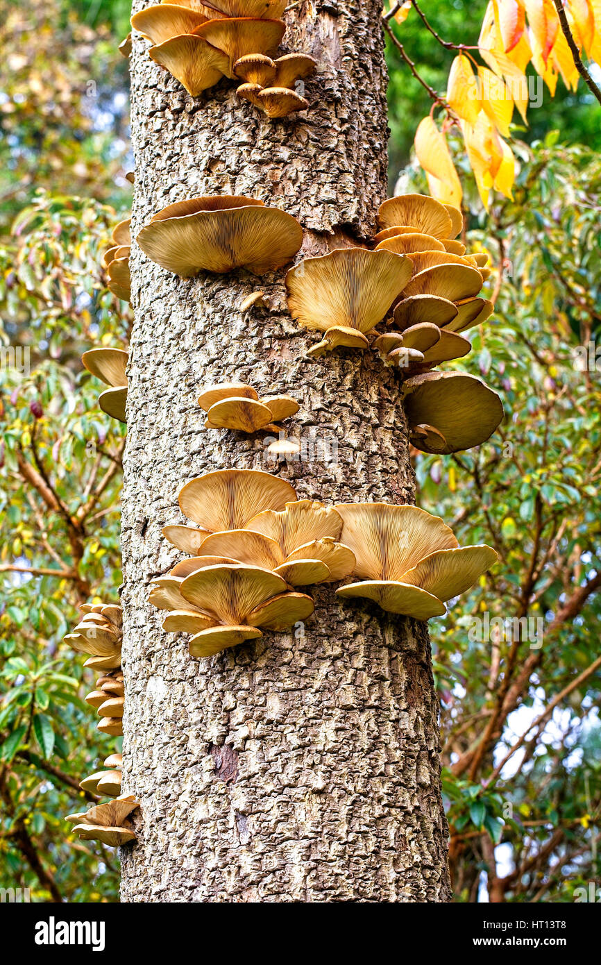 Oyster fungo Pleurotus (sp) su un tronco di un morto Cornish Palm, Morrab giardini, Penzance, Cornwall, Regno Unito. Foto Stock