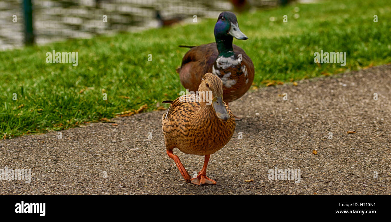 Un duo di anatre Foto Stock