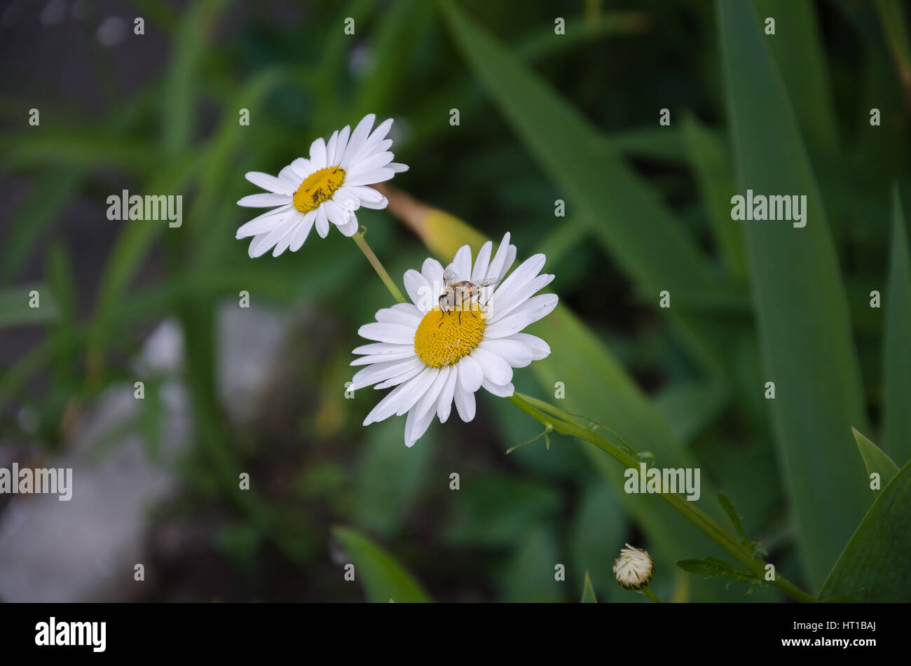 In estate il giardino delle api con ali trasparenti e un Daisy bianca con una foglia verde Foto Stock
