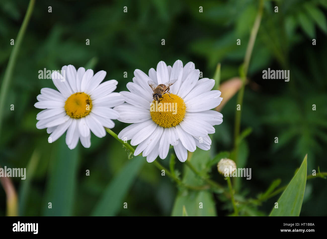 In estate il giardino delle api con ali trasparenti e un Daisy bianca con una foglia verde Foto Stock