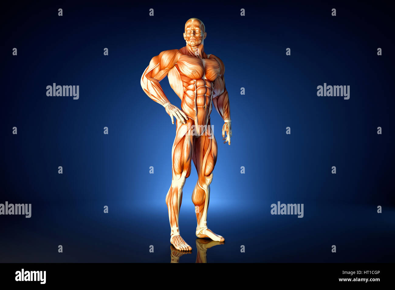 In posa atleta. Illustrazione anatomica. Contiene il percorso di clipping. Foto Stock