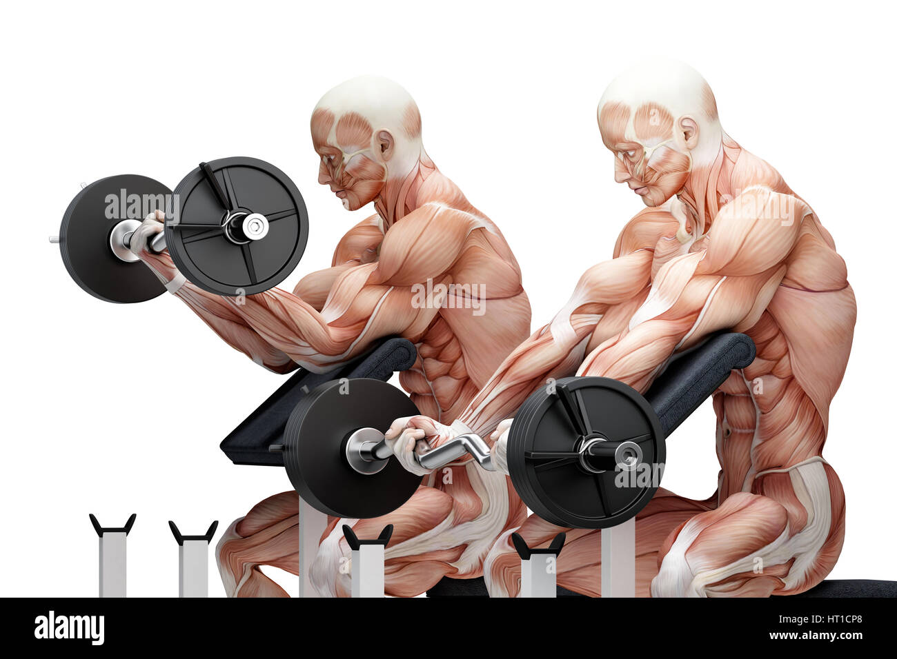 Bicipite esercizio con EZ curl bar. Illustrazione anatomica. Isolato su bianco. Contiene il percorso di clipping Foto Stock